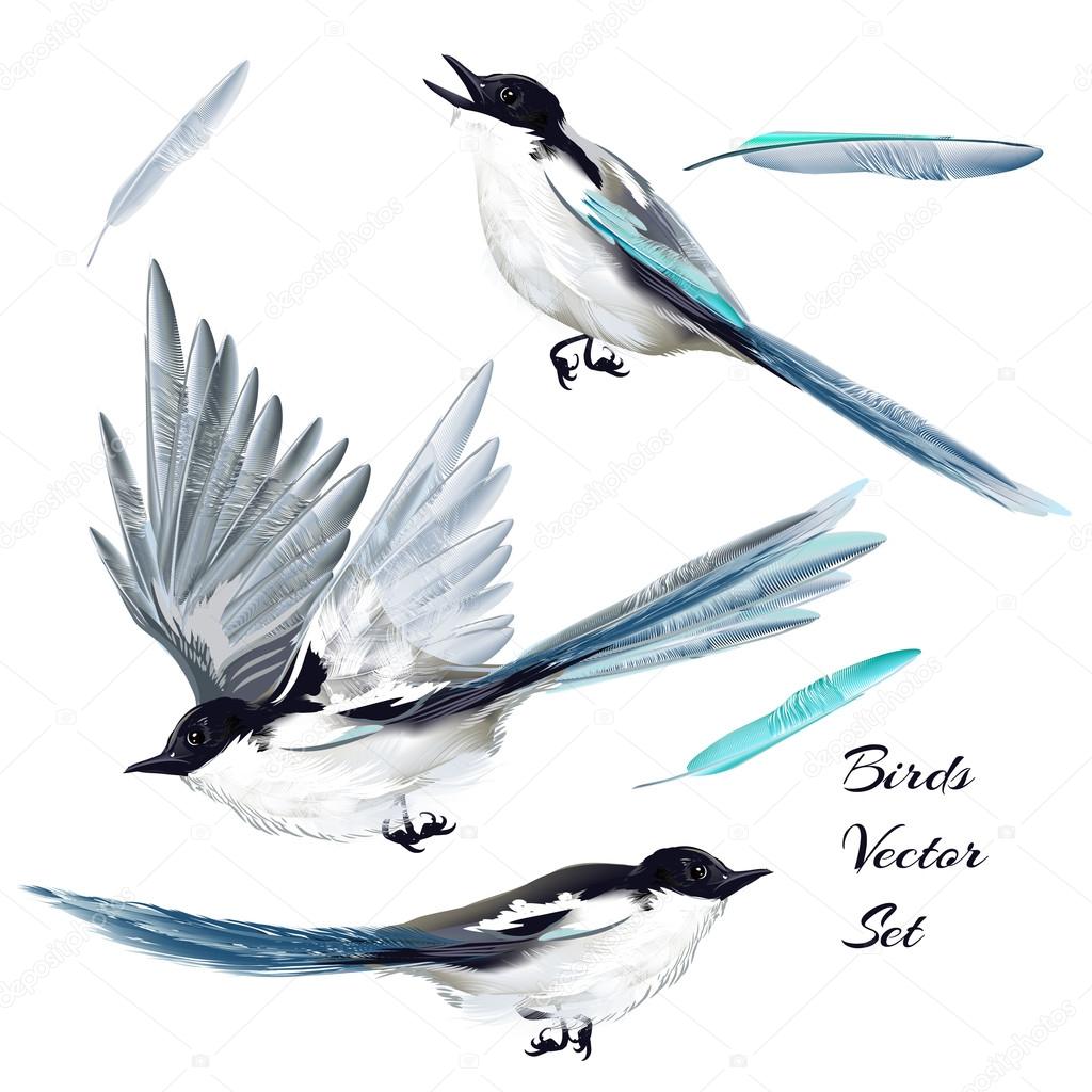 Collection of vector realistic birds for design