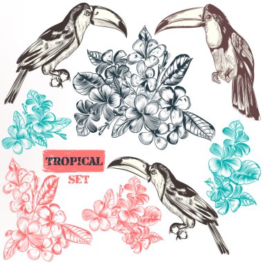 Üç toucan kuş vektör toplama tam olarak el vinta çizilmiş