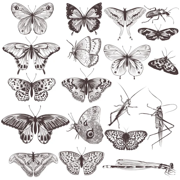 Collection of vector hand drawn butterflies — Stock Vector