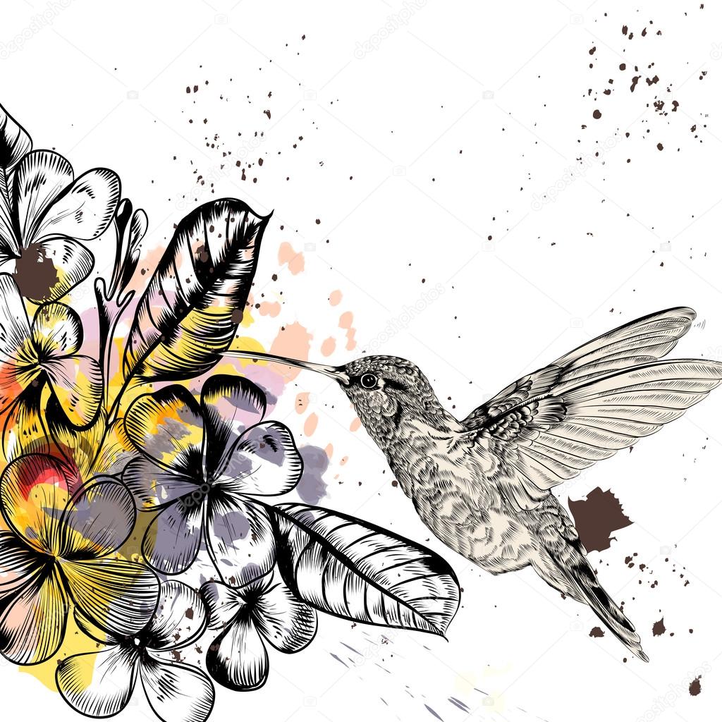 Background with tropical flowers and hummingbird