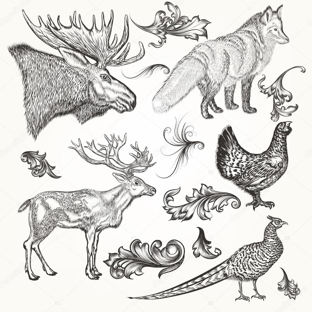 Set of vector detailed animals and flourishes for design