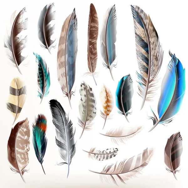 Set of vector realistic colorful feathers — Stock Vector