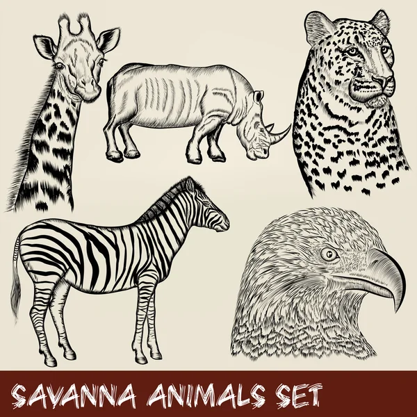 Conjunto vectorial de animales africanos detallados dibujados a mano — Archivo Imágenes Vectoriales