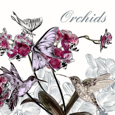 Güzel vektör arka plan ile orkide çiçekleri sinek kuşlarının