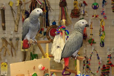 African Grey Parrots clipart