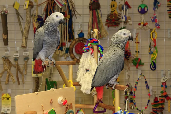 Papagaios-cinzentos africanos — Fotografia de Stock
