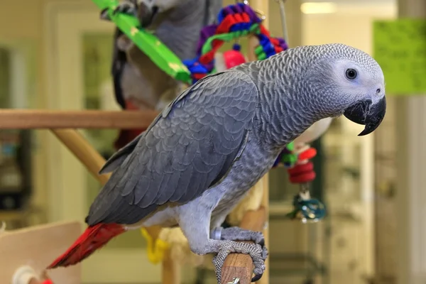 Africké šedé papoušci hraje — Stock fotografie