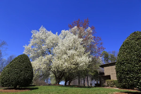 Blooming Bradford Pear Trees in a Yard Stock Photo