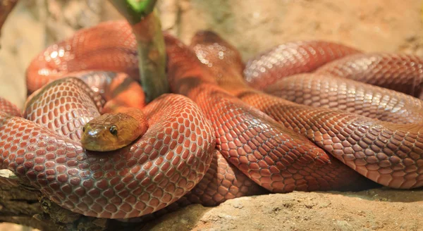 Serpente enrolada Fotografia De Stock