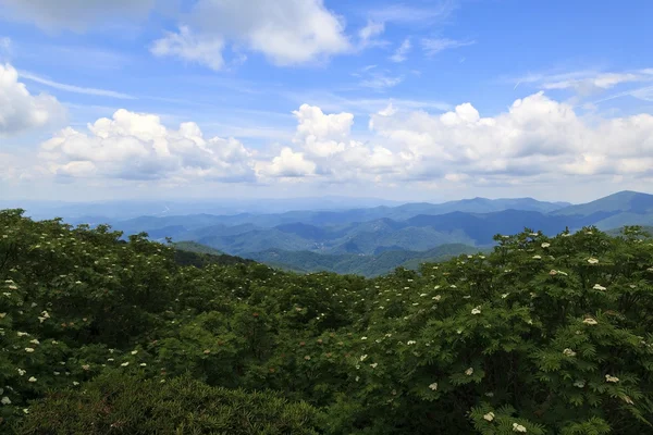 Craggy Trädgårdar Område Blue Ridge Parkway Slutet Våren North Carolina — Stockfoto