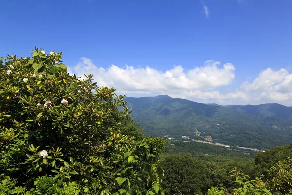 Vista Waynesville Carolina Del Norte Durante Primavera Con Rododendro Flor — Foto de Stock