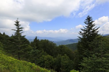 Dağlarda ağaçlarda Balsam