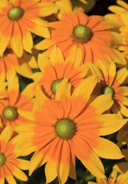 Rudbeckia tatlı