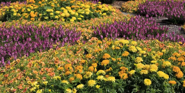 Kwiaty w Północnej Karolinie Arboretum — Zdjęcie stockowe
