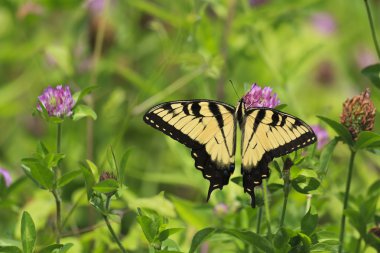 Yonca üzerinde besleme kelebek