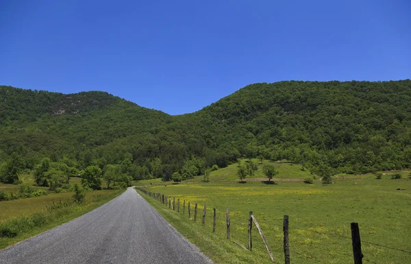 Estrada ao lado da pastagem de vacas — Fotografia de Stock