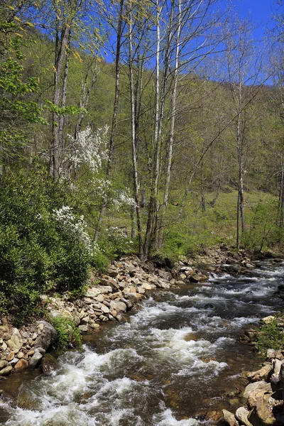 Creek da Primavera — Fotografia de Stock