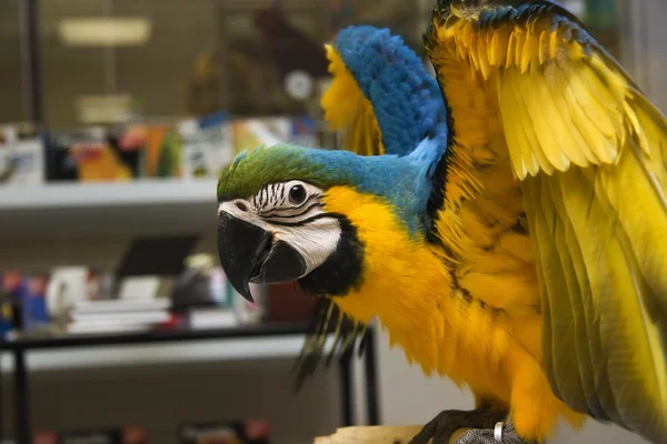 Loro y loro guacamayo —  Fotos de Stock