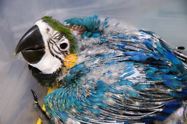 Baby blå och guld Ara papegoja — Stockfoto