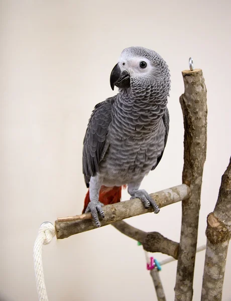 Afrikanischer Graupapagei — Stockfoto