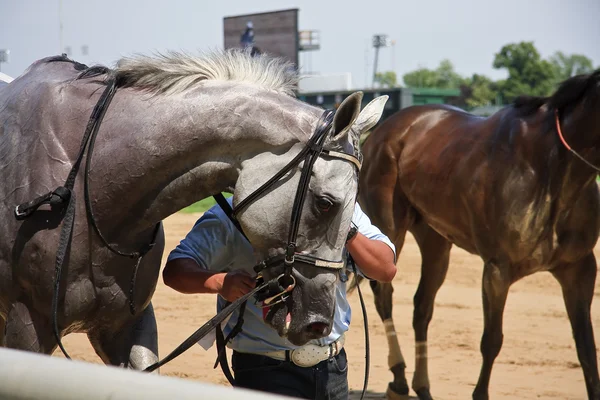 Cavallo da corsa — Foto Stock