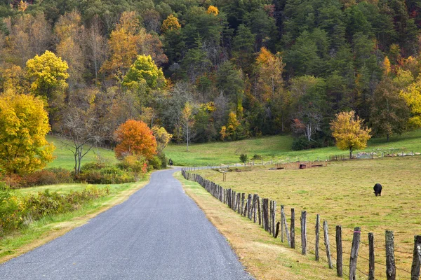 Cow Pasture and Country Road — Stock Photo, Image