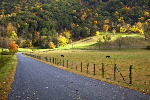 Cow Pasture and Country Scene — Stock Photo, Image