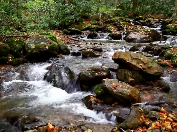 Creek vatten i skogen — Stockvideo