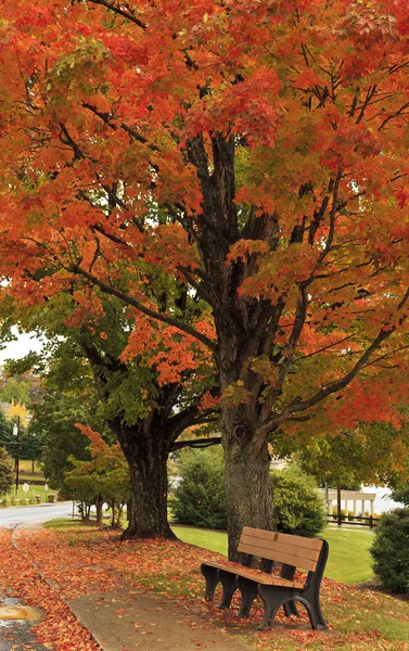 Banco de parque sob uma árvore de outono — Fotografia de Stock