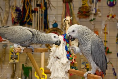 African Grey Parrots clipart