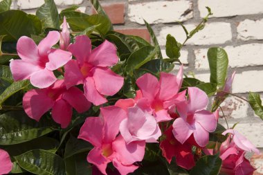 Pembe Mandevilla Blooms