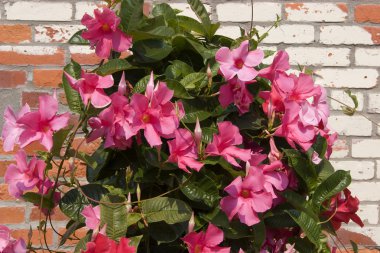 Mandevilla çiçek