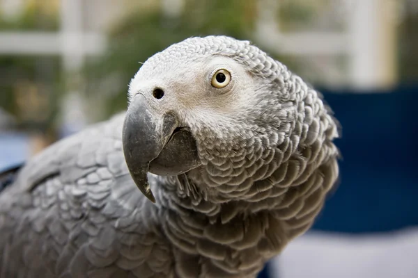 African Grey Parrot — Stock Photo, Image