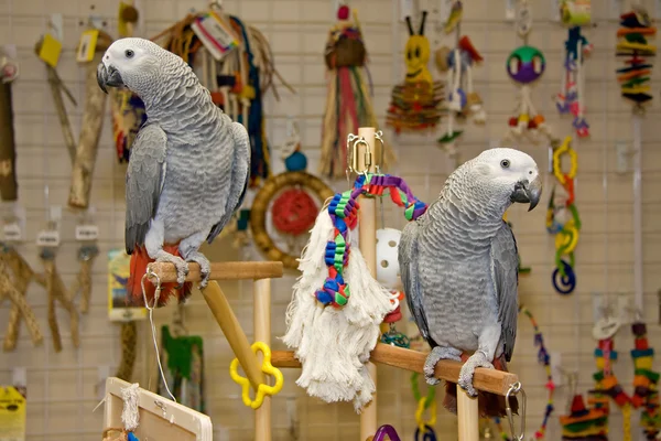 Mooie Afrikaanse grijze papegaaien — Stockfoto