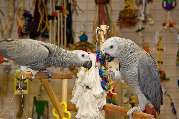 Papagaios-cinzentos africanos — Fotografia de Stock