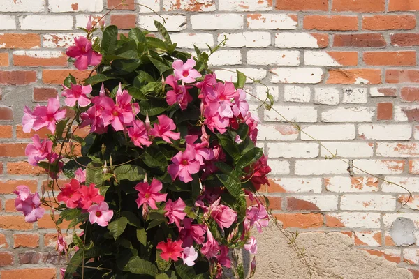 Mandevilla rostlina — Stock fotografie