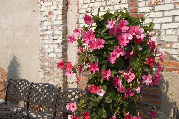 Çiçek açan Mandevilla