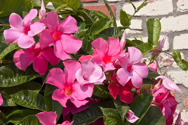 Mandevilla — Stockfoto