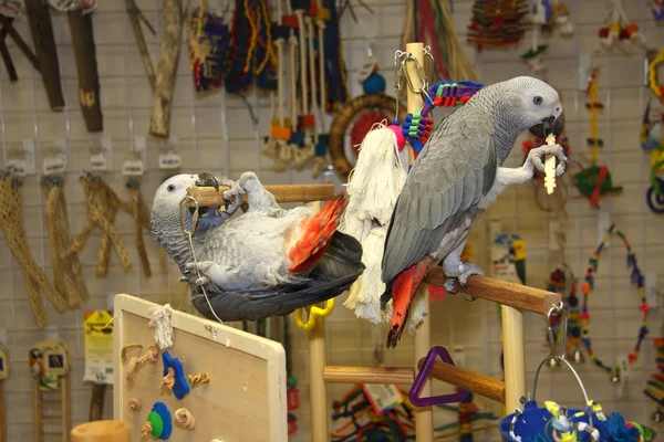 Dois papagaios cinzentos africanos Fotografias De Stock Royalty-Free
