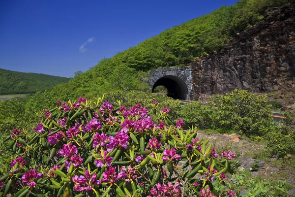 山顶隧道附近陡峭的庭院在春天与粉红色杜鹃开花 — 图库照片