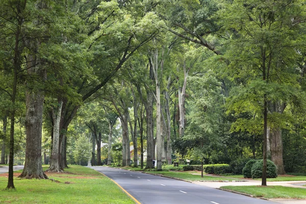 Alta Willow Oak Lined Street a Charlotte — Foto Stock