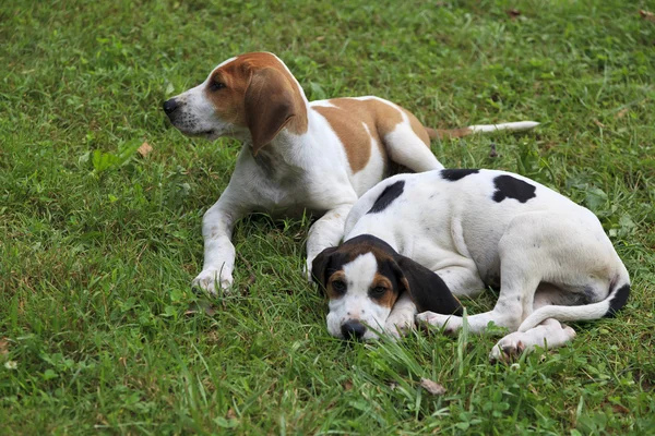 Beagle szczenięta — Zdjęcie stockowe