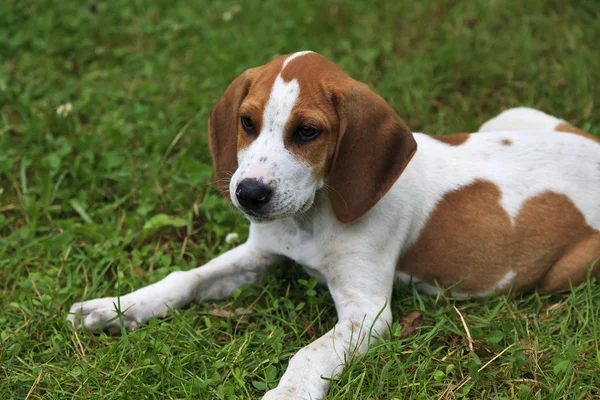 Chien chien chien chiot beagle — Photo