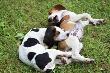 Beagle yavruları