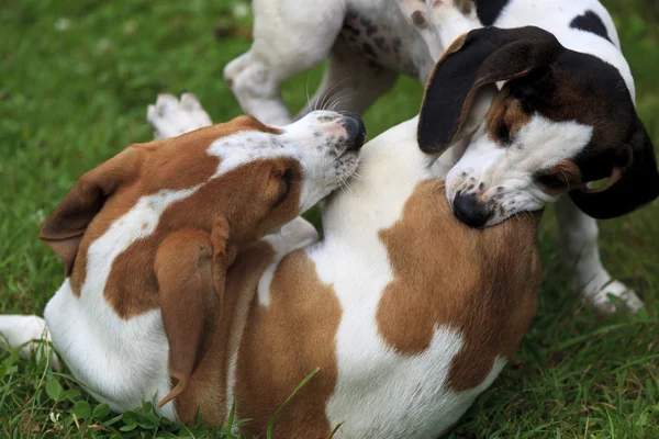 Cachorros Beagle — Foto de Stock