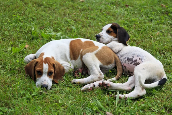 Beagle cuccioli — Foto Stock