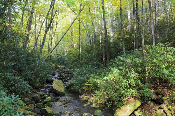 Joyce kilmer wald im norden carolina — Stockfoto