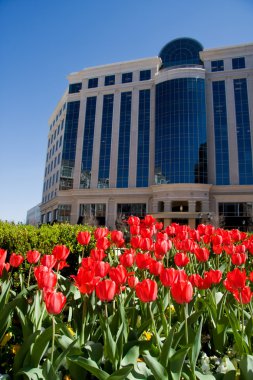 Ofiste kırmızı lale