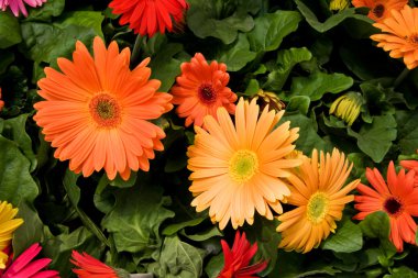 Sarı ve turuncu Gerber Daisies