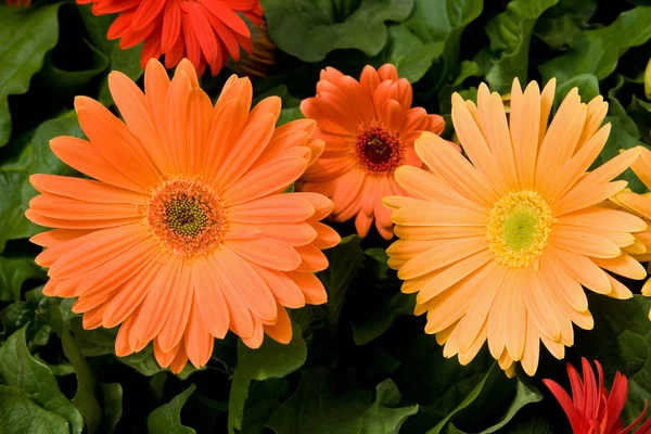Gerbera daisies — Zdjęcie stockowe